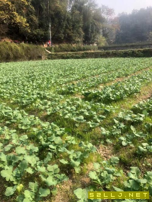 安裝未用2500多工位壓力機(jī).配瑞士自動(dòng)化.在位試機(jī)出售.